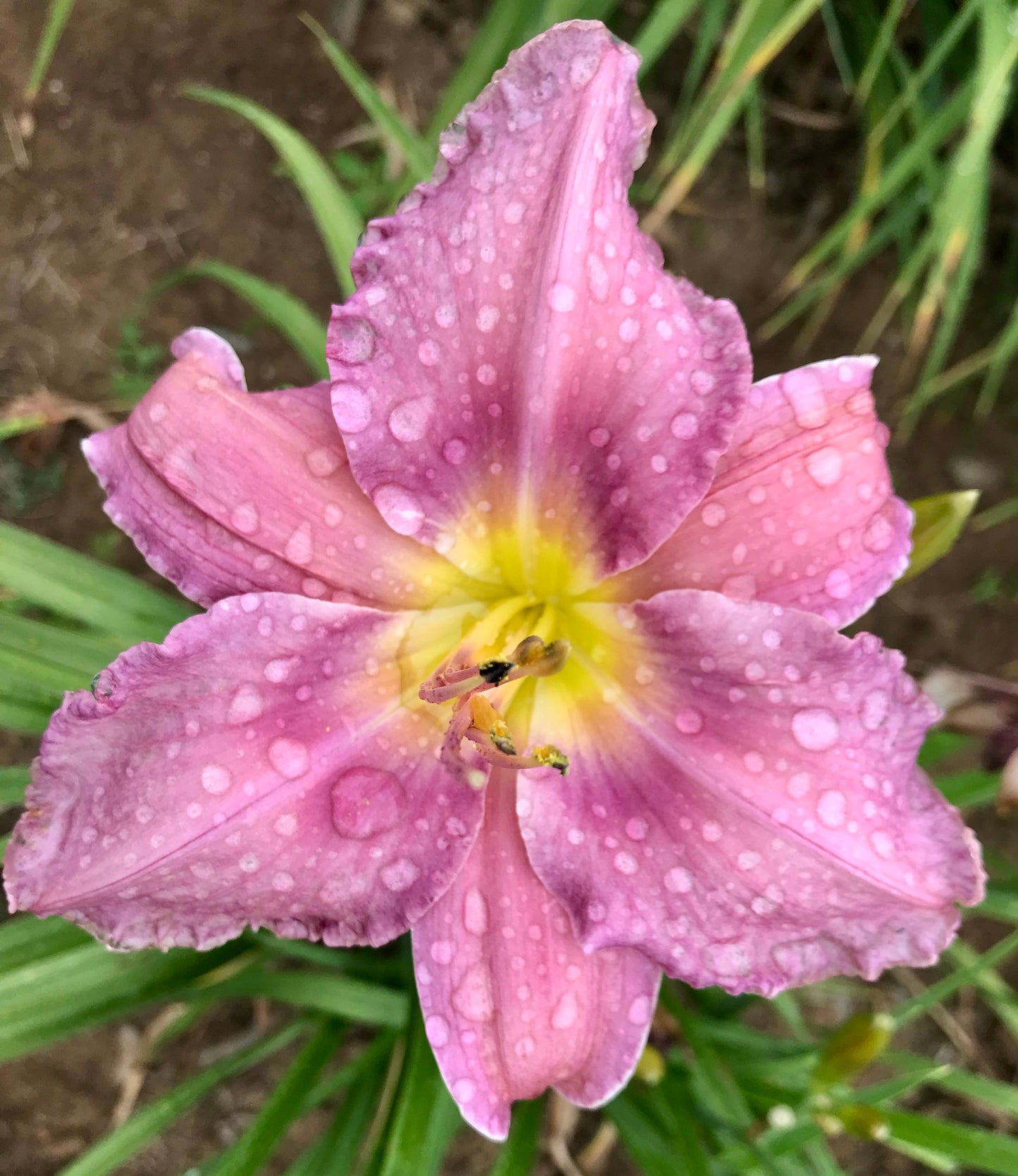 Hemerocallis  'Darius'