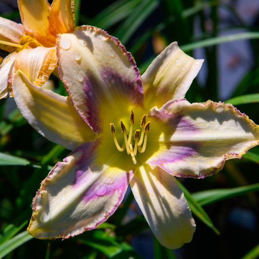 Hemerocallis 'Destined To See'