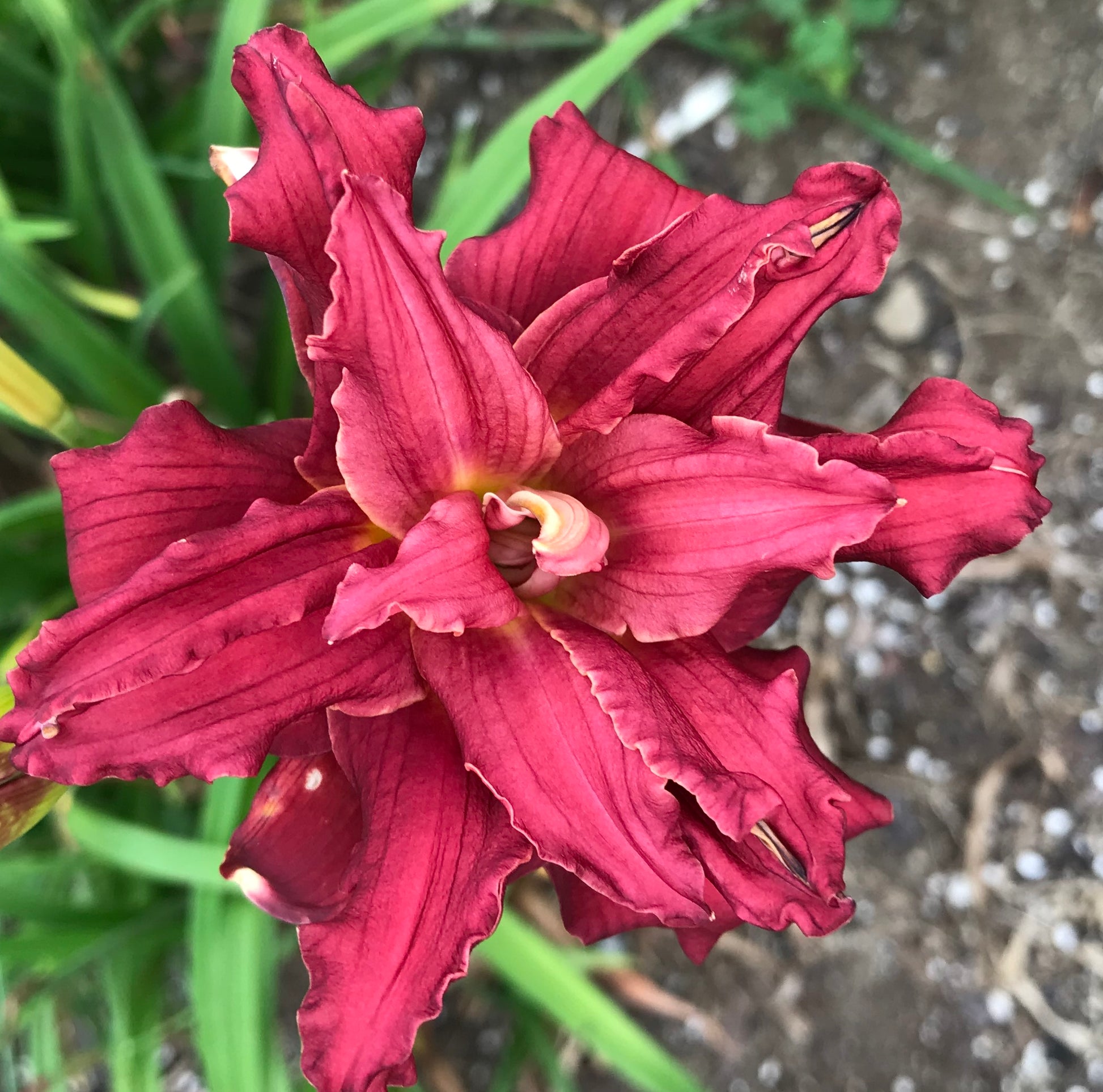 Hemerocallis   'Double Pardon Me'