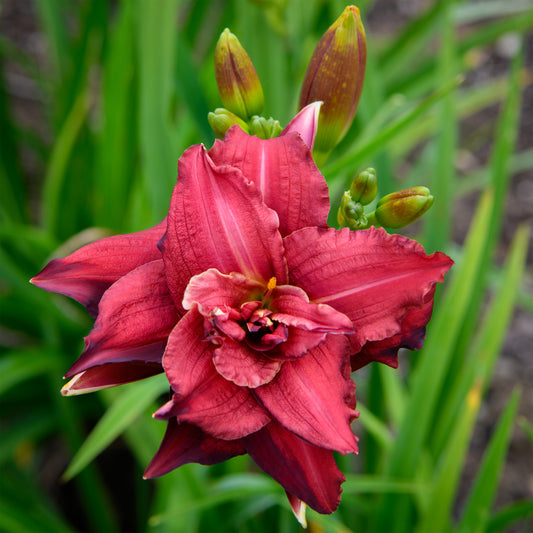 Hemerocallis 'Double Pardon Me' (Daylily)