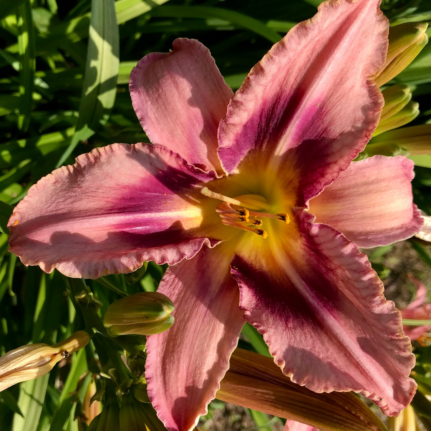 Hemerocallis 'Edge of Darkness'