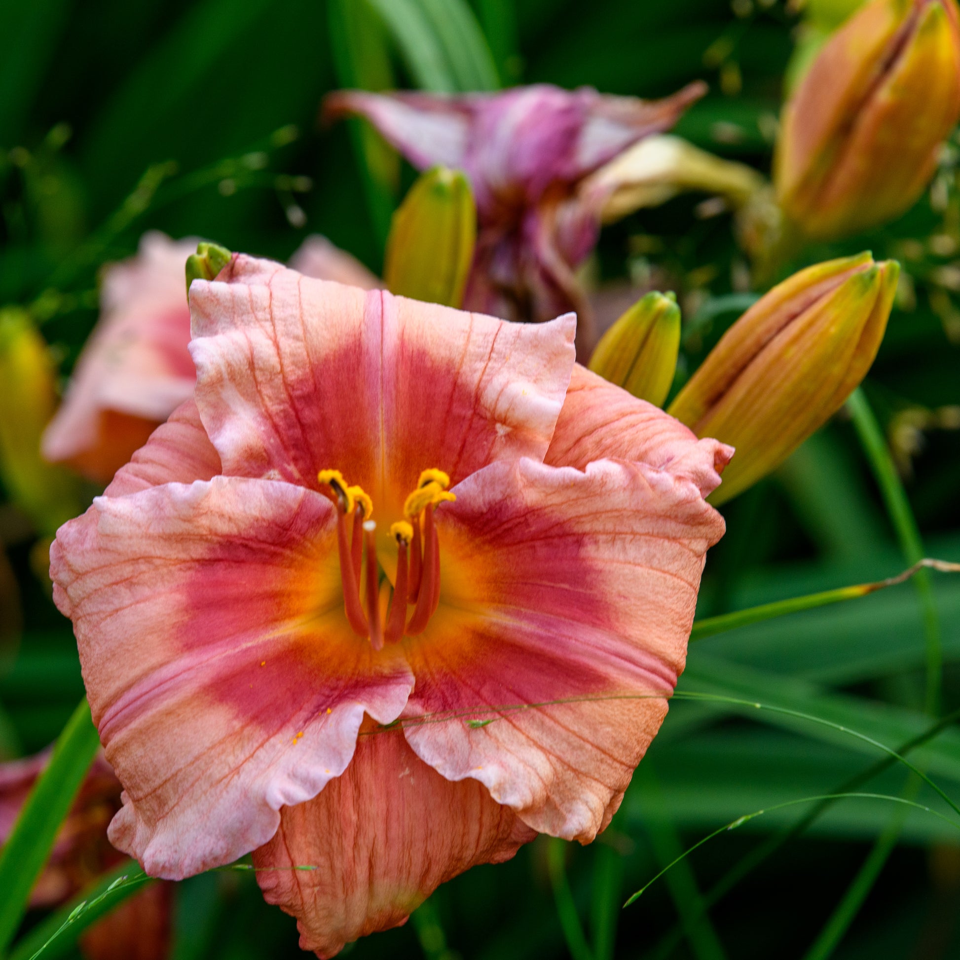 Hemerocallis 'Gordon Biggs'