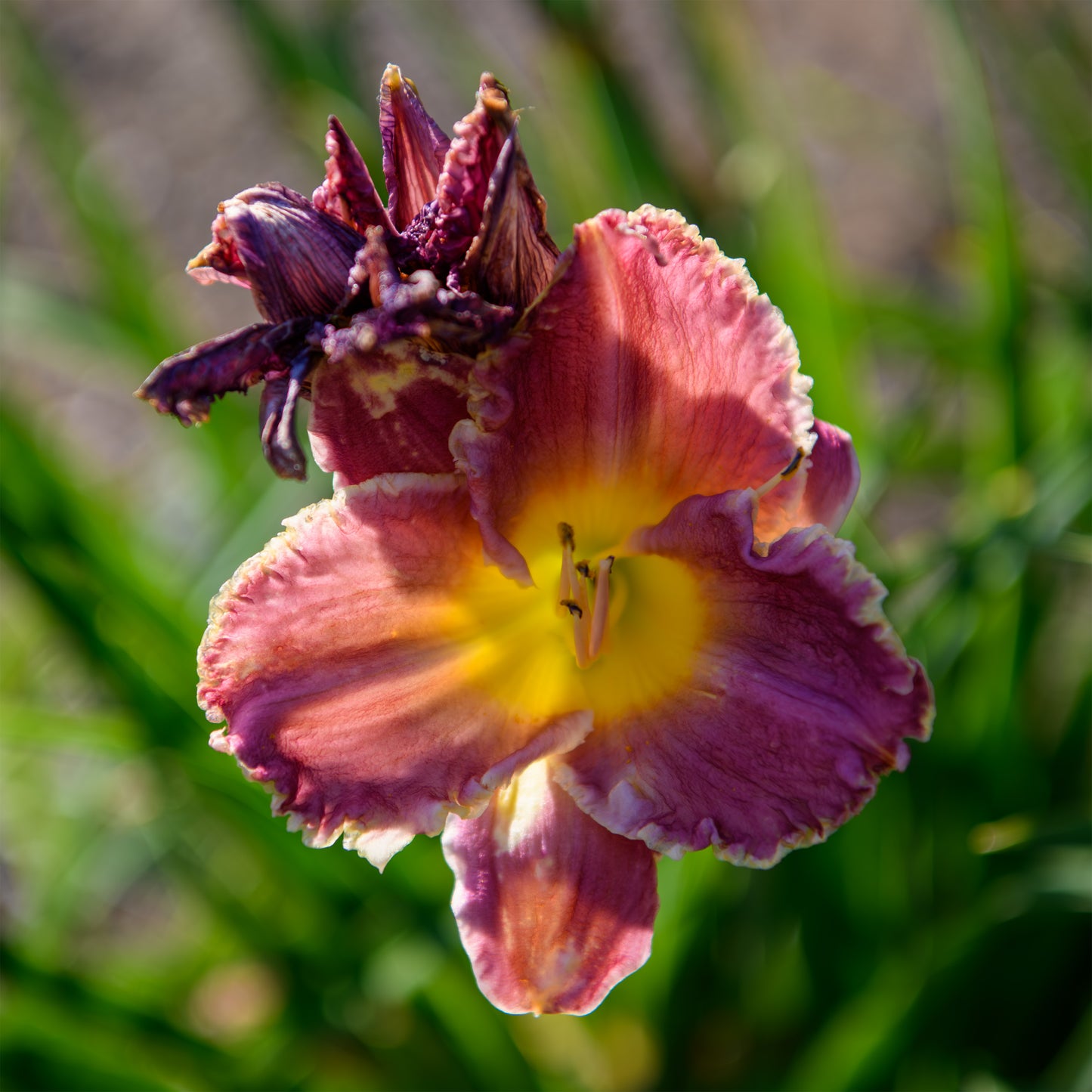 Hemerocallis 'Grand Masterpiece'