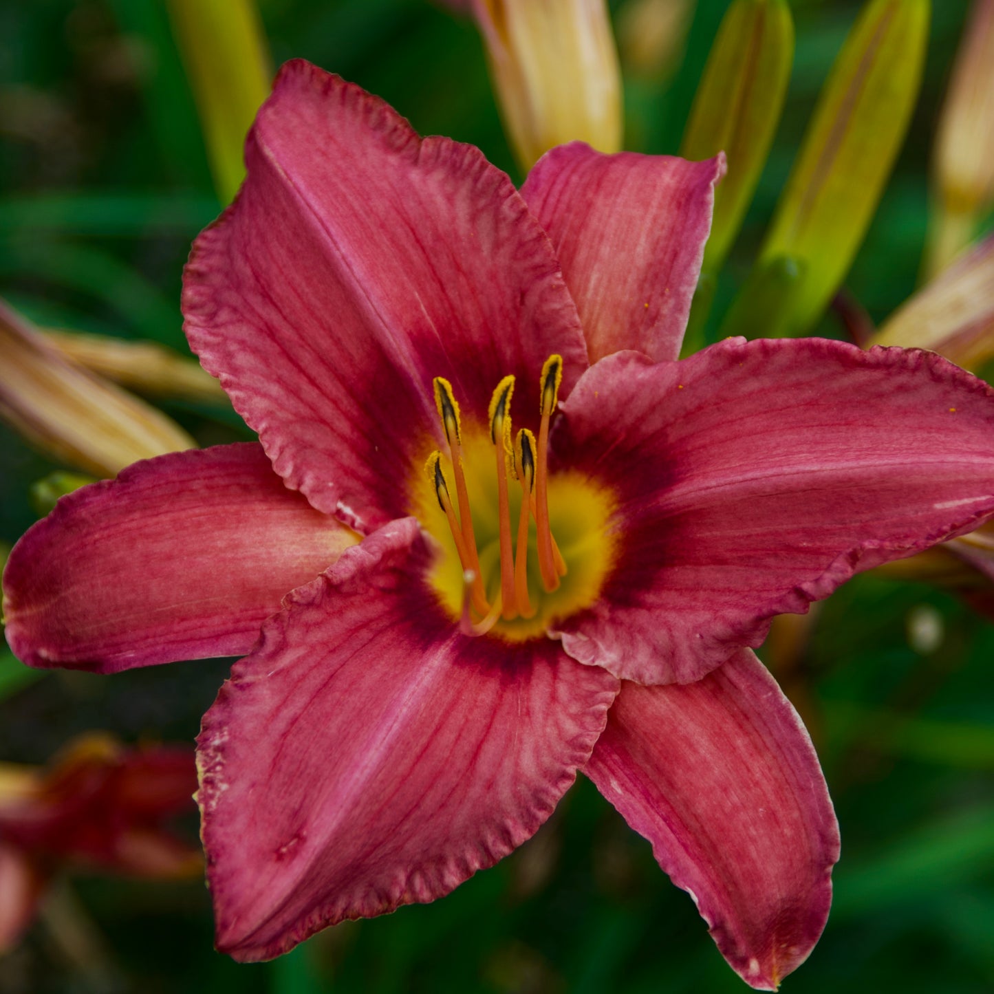 Hemerocallis  'Grape Velvet'