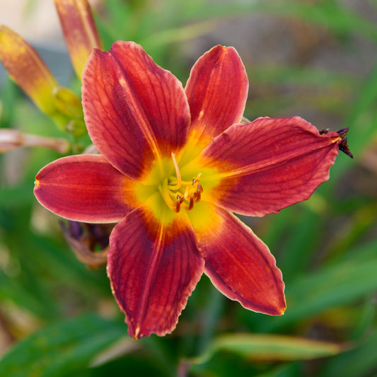 Hemerocallis 'Hawthorne Rose'
