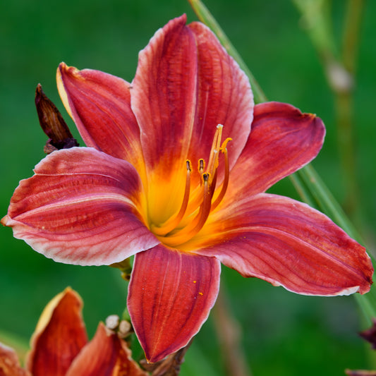 Hemerocallis 'Hey There'