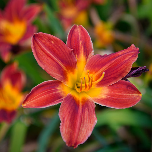 Hemerocallis 'Hey There' (Daylily)