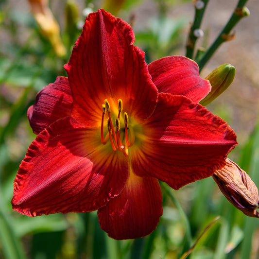 Hemerocallis 'James Marsh'