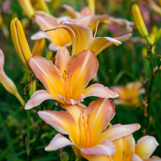 Hemerocallis 'Jim's Pick'