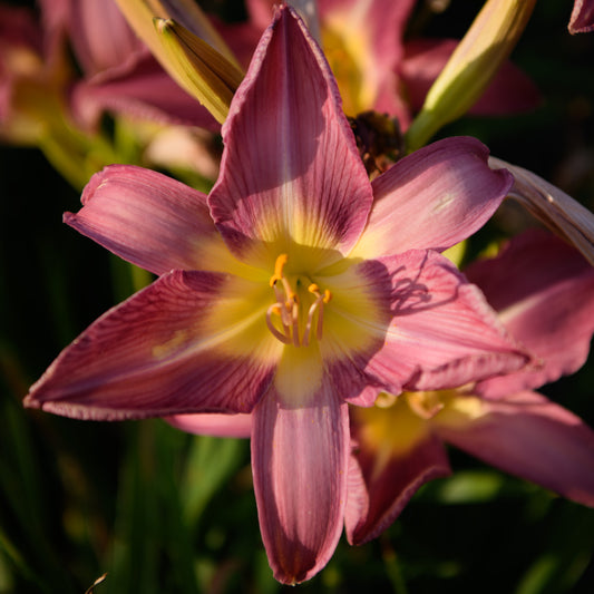 Hemerocallis 'Lavender Deal' (Daylily)