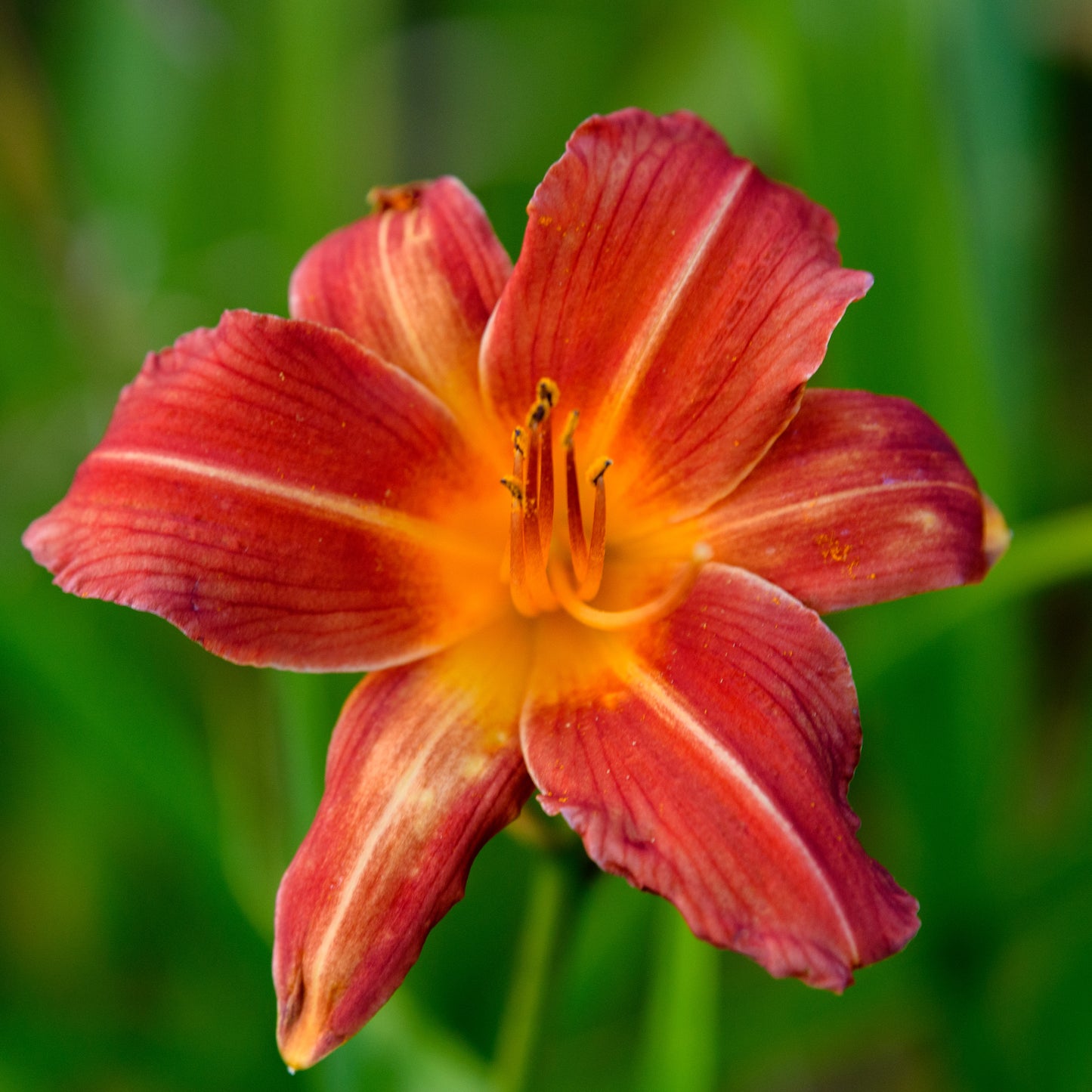 Hemerocallis 'Little Buccaneer'