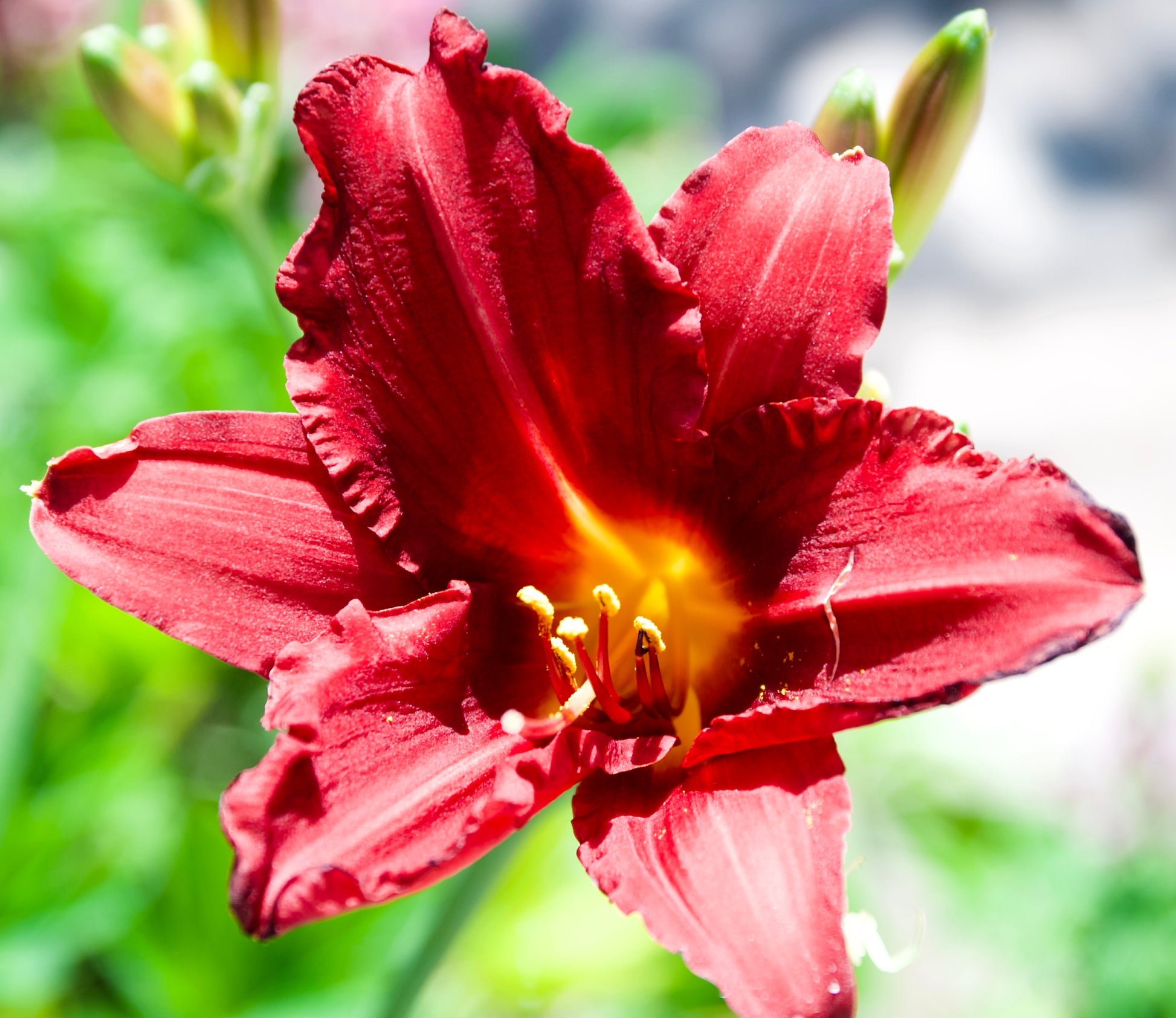 Hemerocallis 'Little Business'