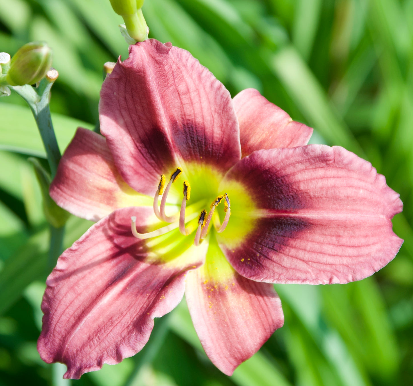 Hemerocallis   'Longfield's Purple Eyes' N/S