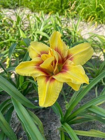 Hemerocallis 'Mount Helena' (Daylily)