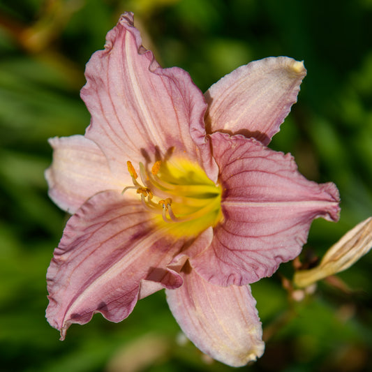 Hemerocallis 'Numinous Moments' (Daylily)
