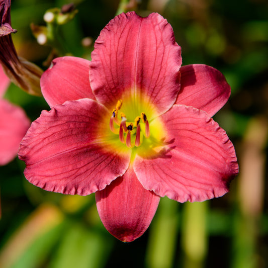 Hemerocallis 'Pardon Me' (Daylily)