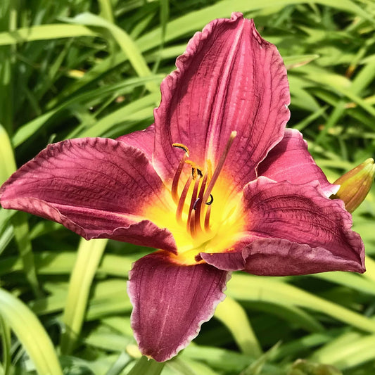 Hemerocallis   'Plum Beauty'