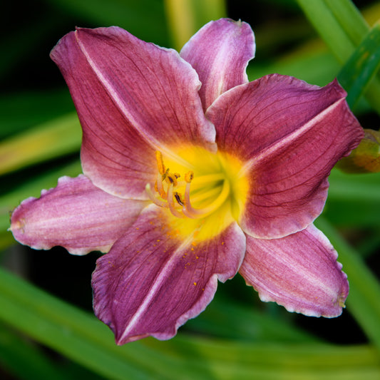 Hemerocallis 'Plum Beauty' (Daylily)