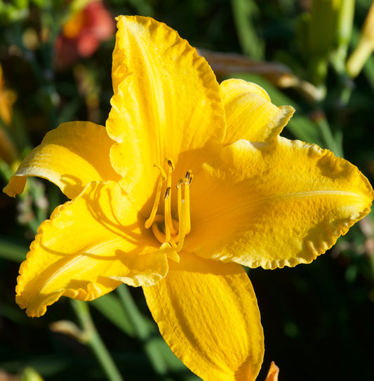 Hemerocallis 'Prairie Sunburst'