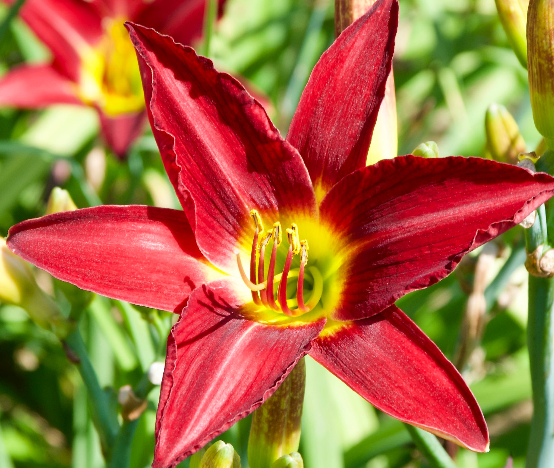 Hemerocallis 'Red Emerald'