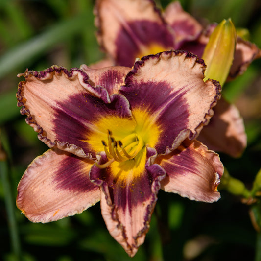 Hemerocallis 'Rock Solid'