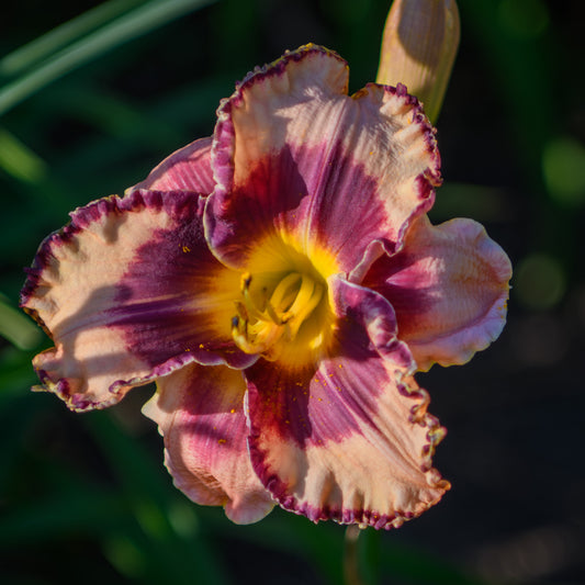 Hemerocallis 'Rock Solid' (Daylily)