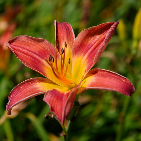 Hemerocallis 'Screech Owl'