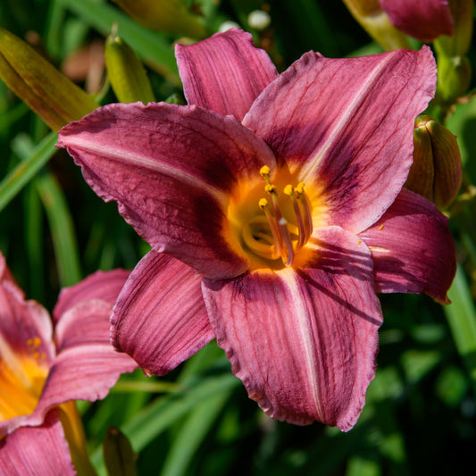 Hemerocallis 'Shari Harrison'