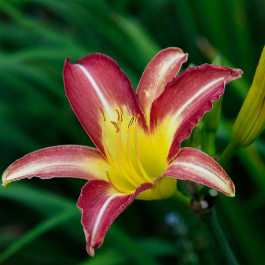 Hemerocallis 'Thin Man'