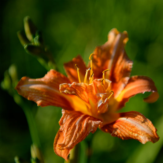 Hemerocallis fulva (Daylily)