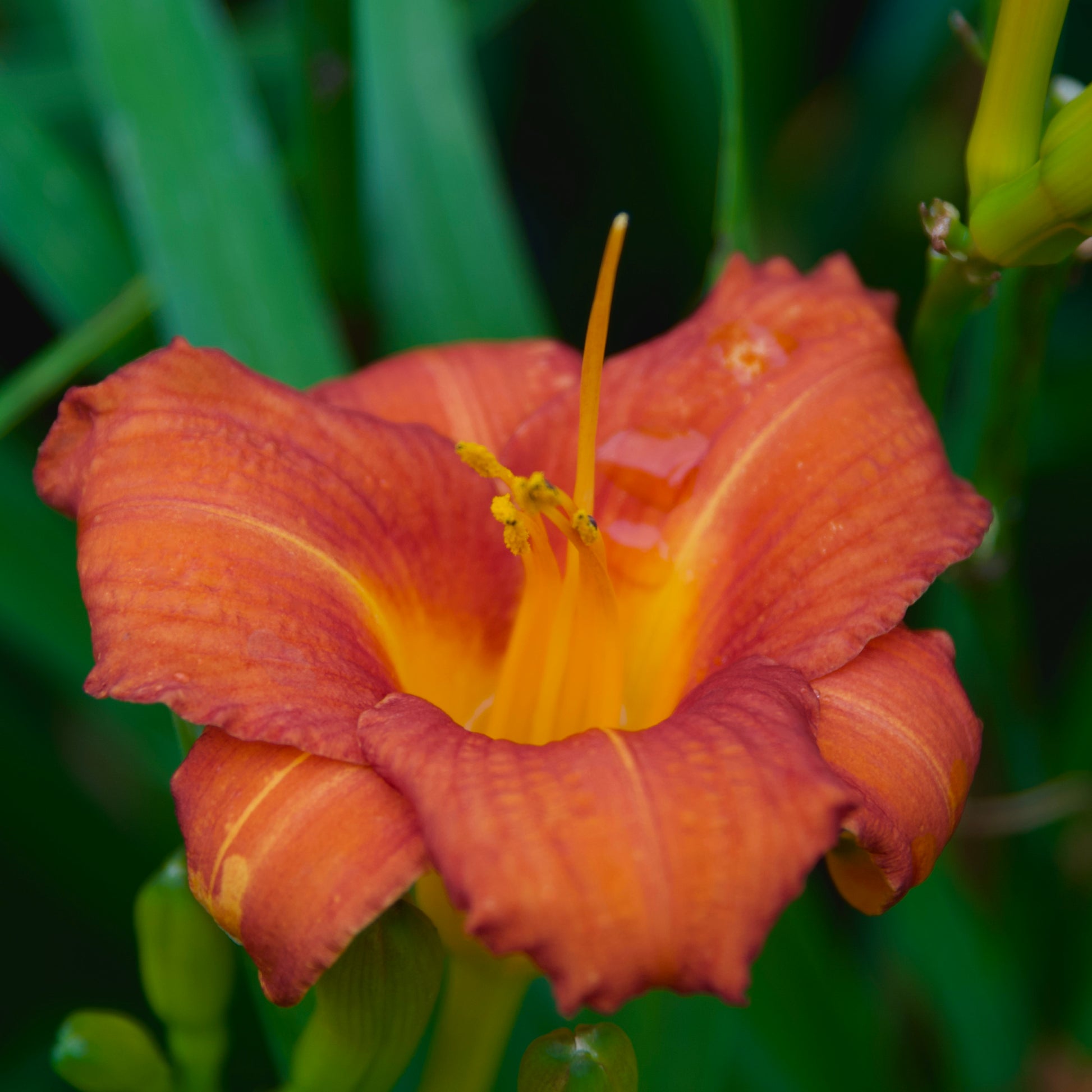 Hemerocallis 'Ann Castonguay'