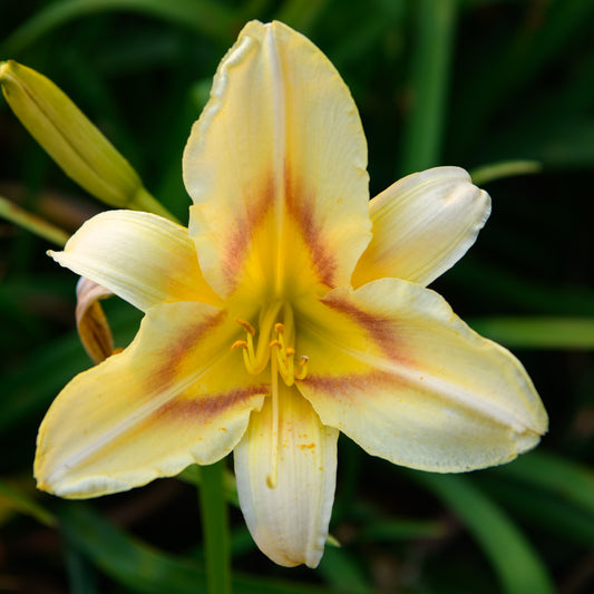 Yellow lily flower with green leaves in the background