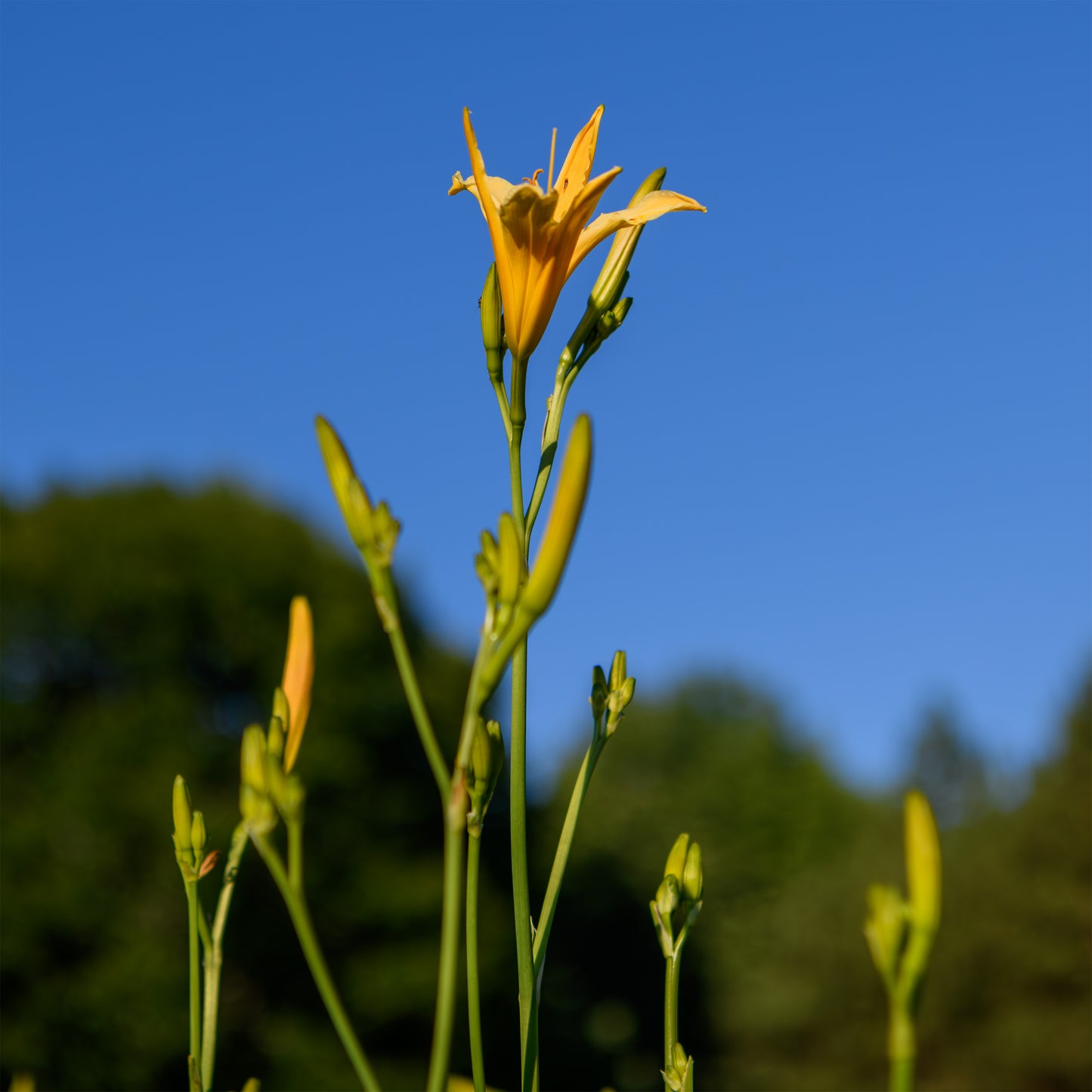 Hemerocallis 'Autumn Minaret' (Daylily)
