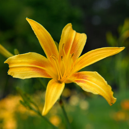 Hemerocallis 'Autumn Minaret' (Daylily)
