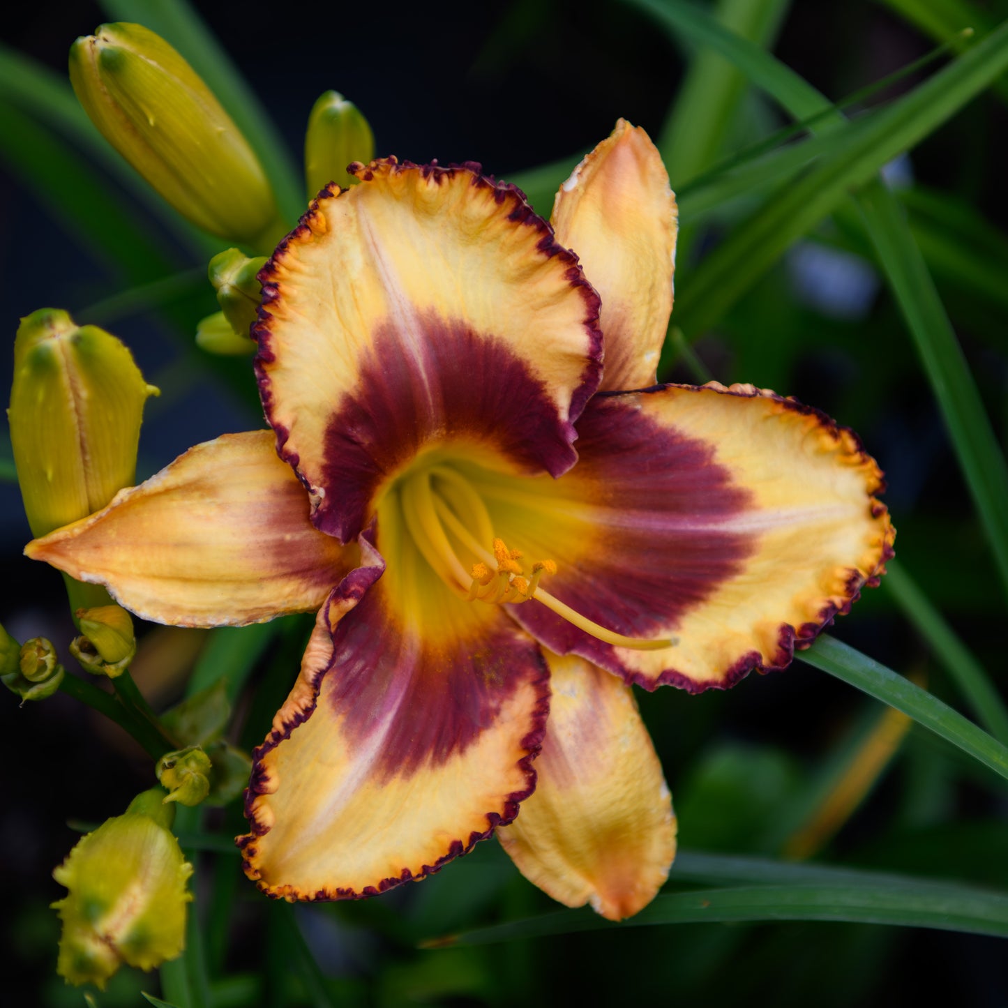 Hemerocallis 'Blazing Glory'