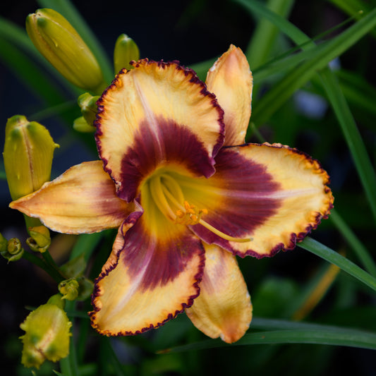 Hemerocallis 'Blazing Glory'