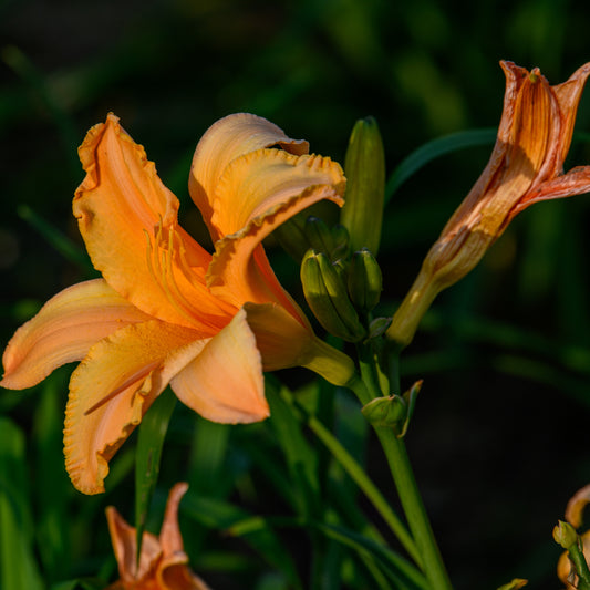 Hemerocallis 'Centennial Sixty-Nine'