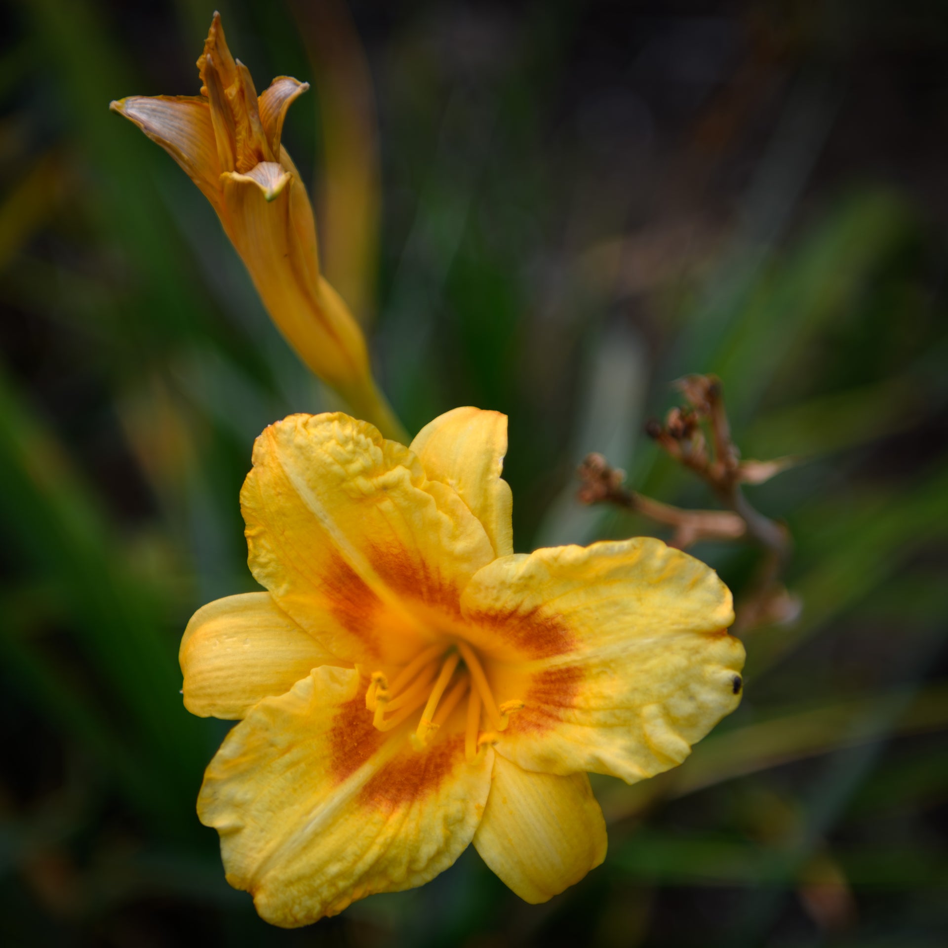 round lily flower Hemerocallis 'Circle Round'
