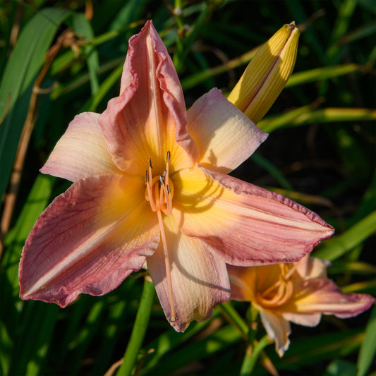 Hemerocallis 'Cloverdale'