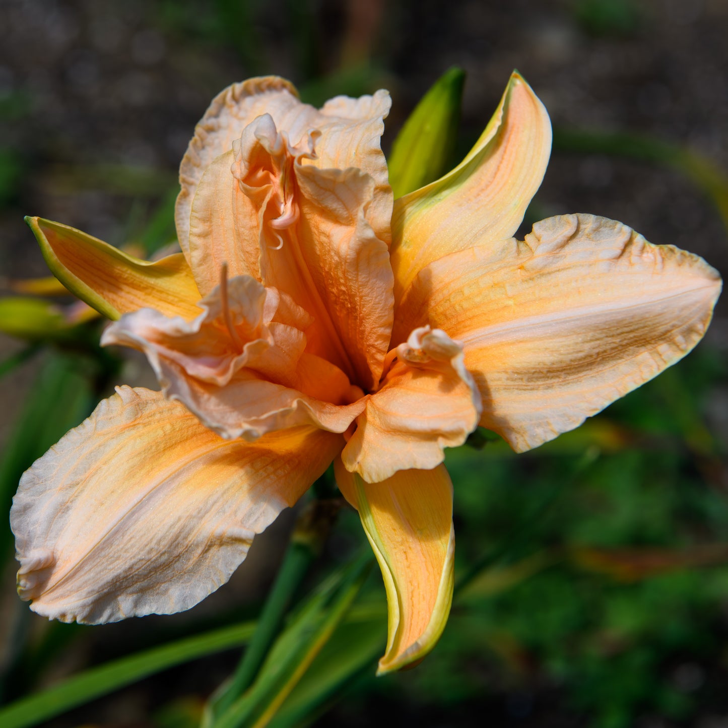 Hemerocallis 'Double Apricot'