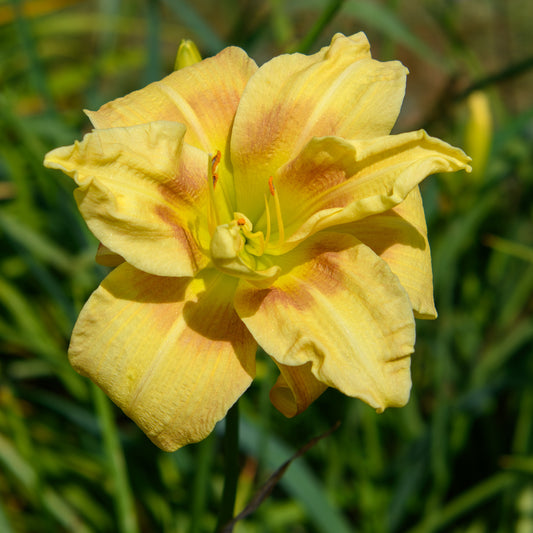 Hemerocallis 'Double Ball'
