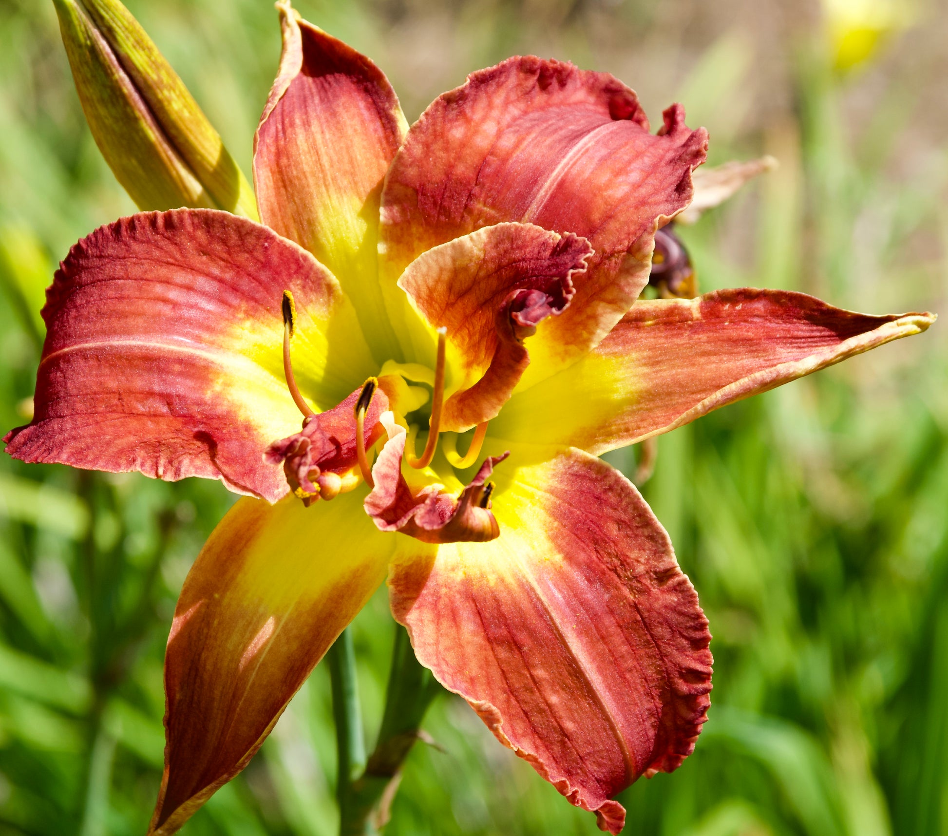 Hemerocallis 'Double Bourbon'