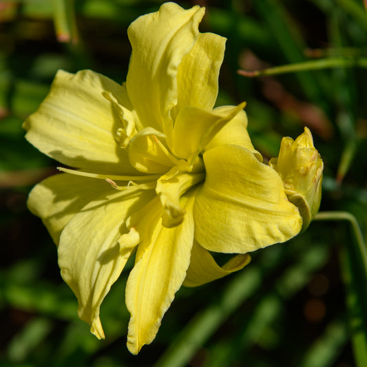 Hemerocallis 'Double Cutie' (Daylily)