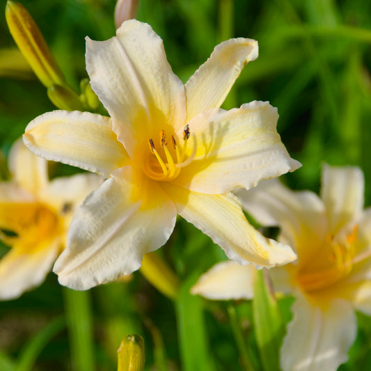 Hemerocallis  'Double Jackpot'