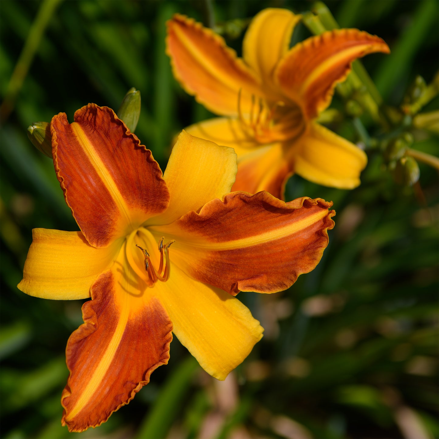 Hemerocallis 'Frans Hals' (Daylily)