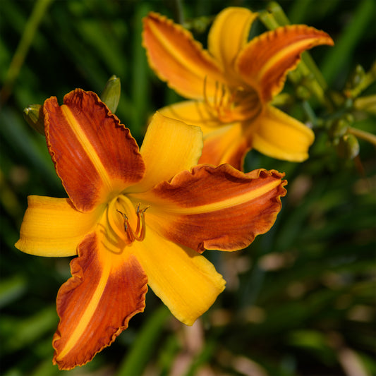 Hemerocallis 'Frans Hals' (Daylily)