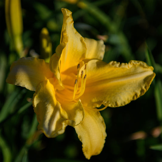 Hemerocallis 'Golden Bounty'