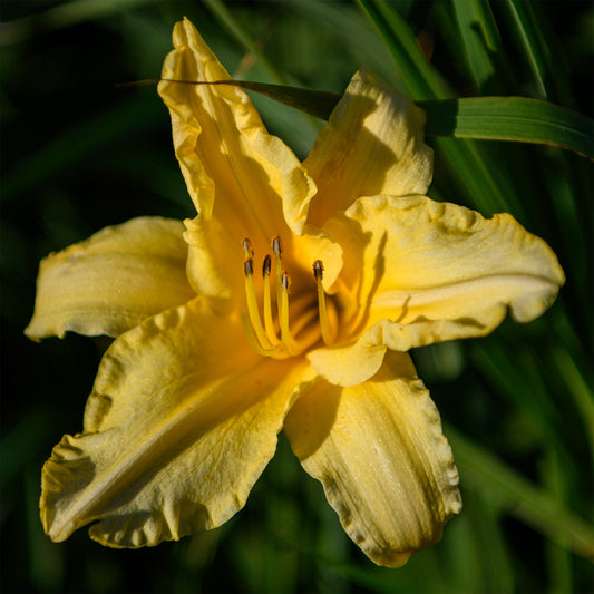 Hemerocallis 'Golden Bounty'
