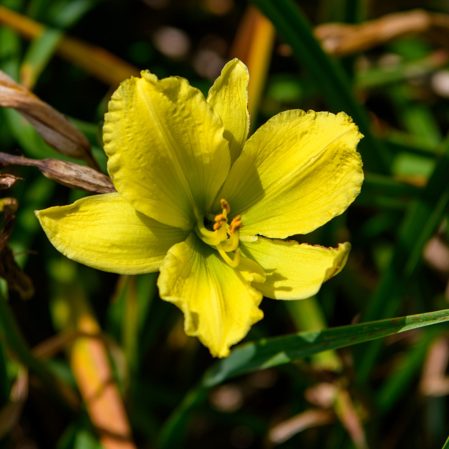 Hemerocallis 'Green Flutter' (Daylily)