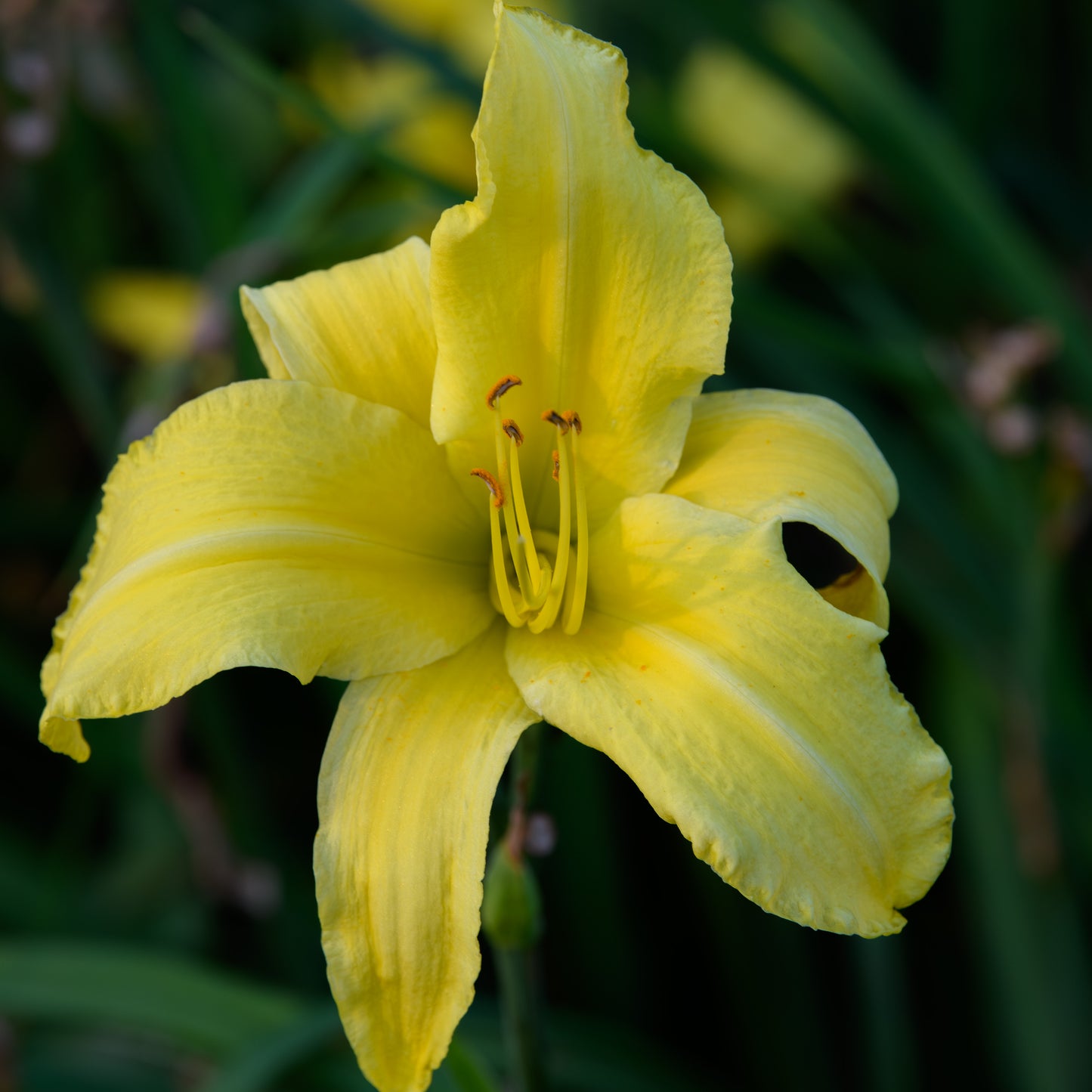 Hemerocallis 'Gulf Stream'